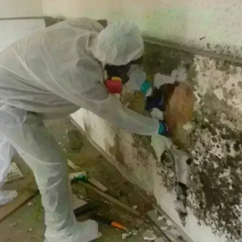 Mold Remediation and Removal in Lagrange, OH